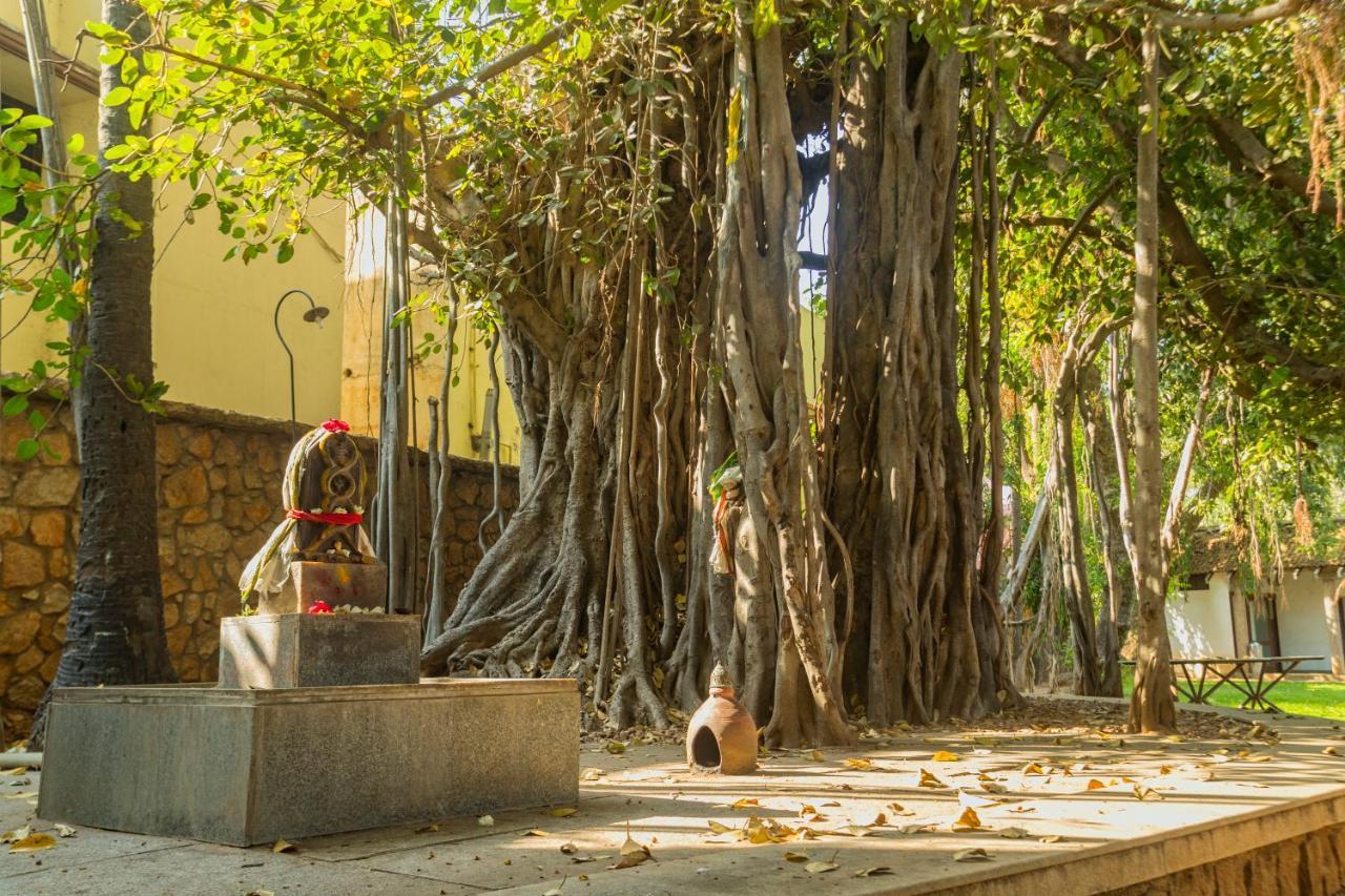 Heritage Мадурай Экстерьер фото The Banyan Tree at the University of Madras